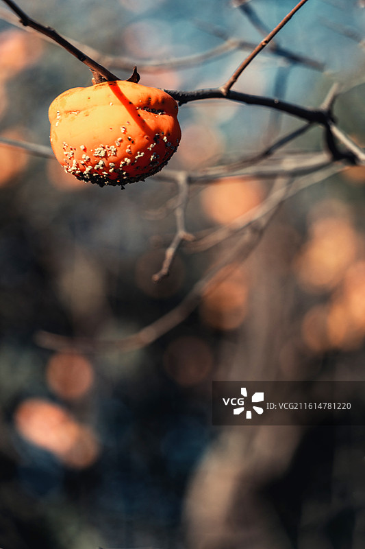 北京秋天昌平柿子成熟丰收图片素材