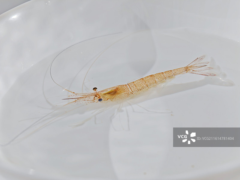 虾，白虾，活虾，虾米，河虾，淡水虾，甲壳动物，中华鳌虾，对虾，南美白对虾，鲜活的虾，一只虾图片素材