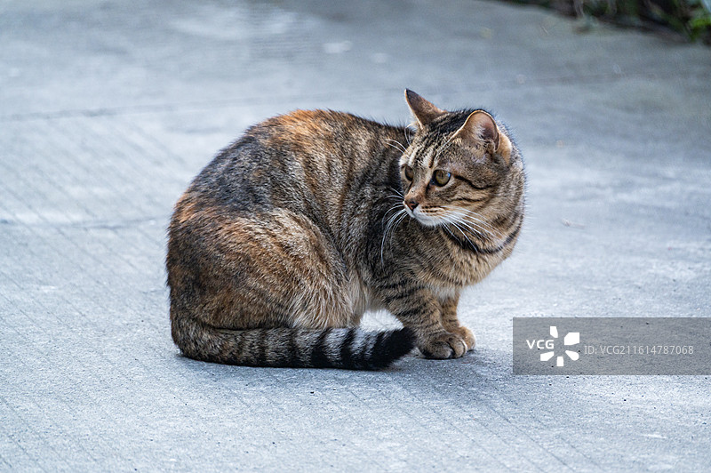 野猫图片素材