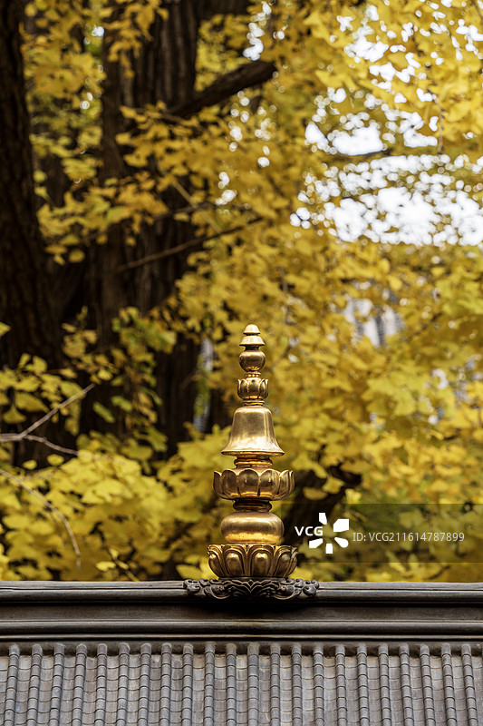 北京八大处公园秋天银杏图片素材