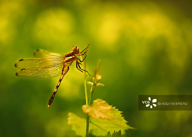 葡萄须上的蜻蜓图片素材