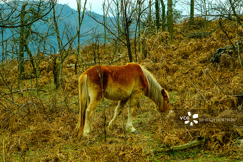 动物主题，马，彩色的马，中国贵州黔南州贵定县元龙山上牧马，在山坡上放牧的马图片素材
