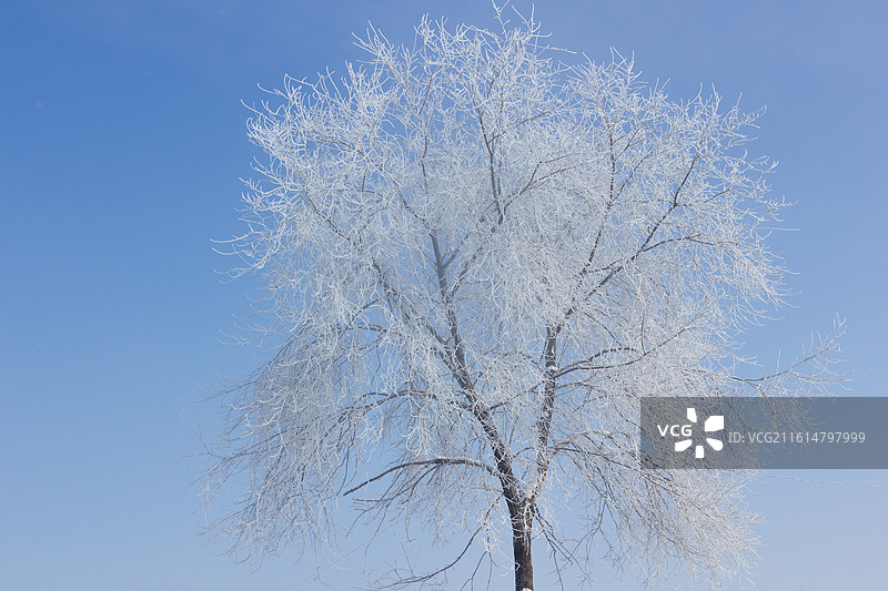 中国吉林雾凇岛冬天树挂景观图片素材