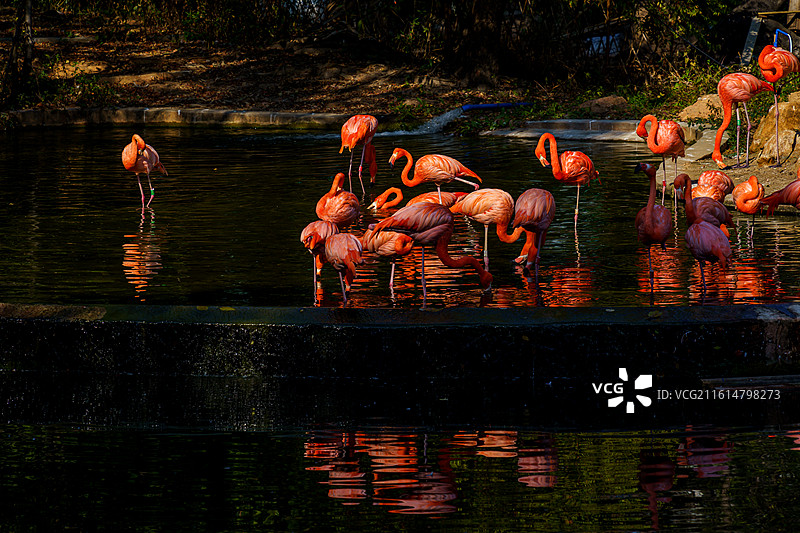 广州动物园的火烈鸟图片素材