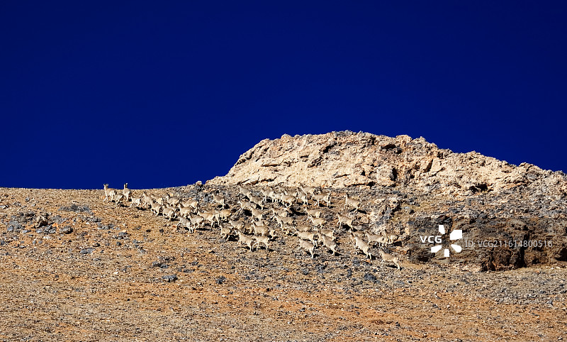 西藏羌塘草原岩羊群图片素材