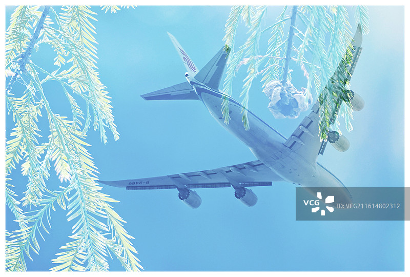 当飞机遇见落羽杉图片素材