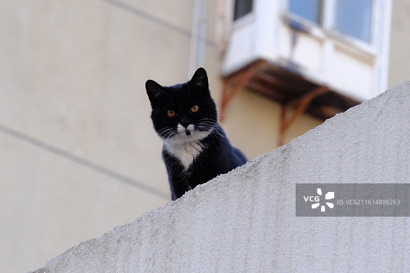 冬季高墙上与人对视的流浪猫。孤寂奶牛黑玄猫图片素材