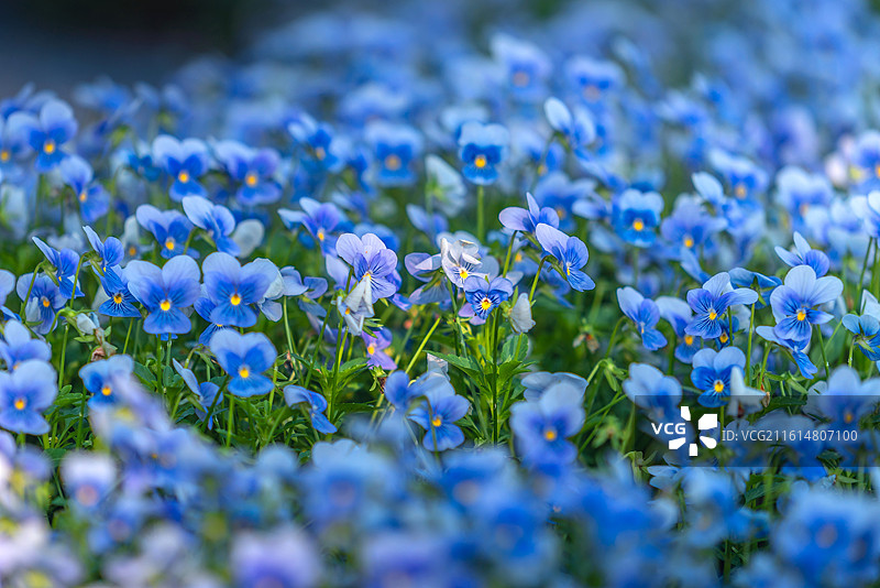 比斯特商业街区图片素材