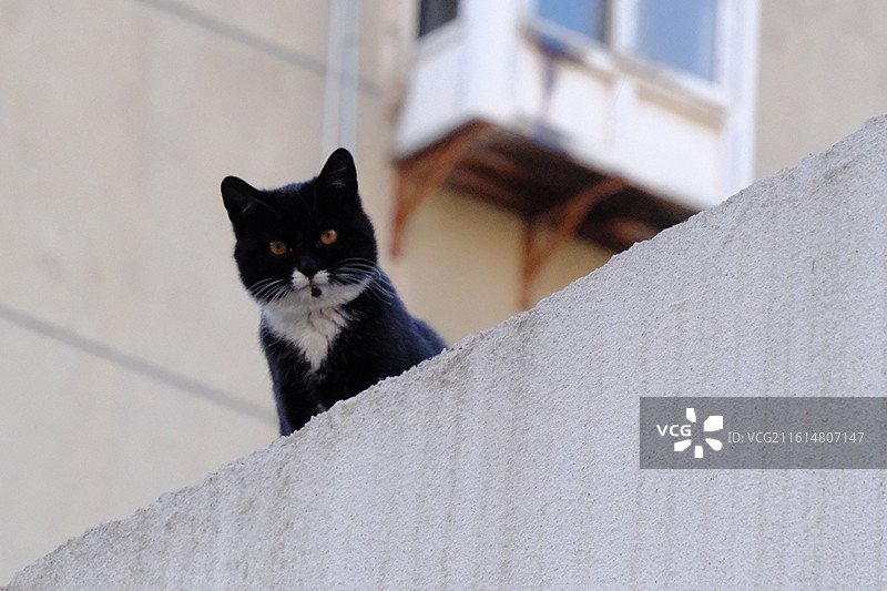 冬季高墙上与人对视的流浪猫。孤寂奶牛黑玄猫图片素材