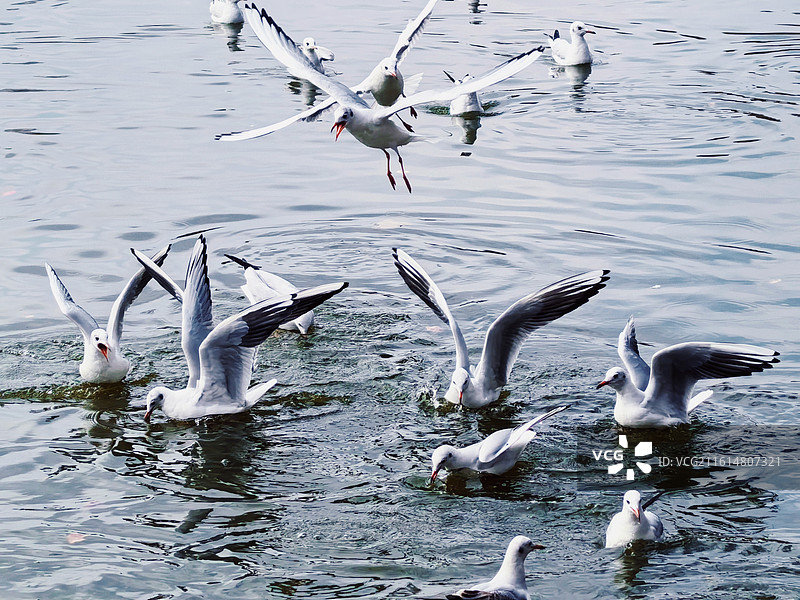 嬉闹的海鸥图片素材