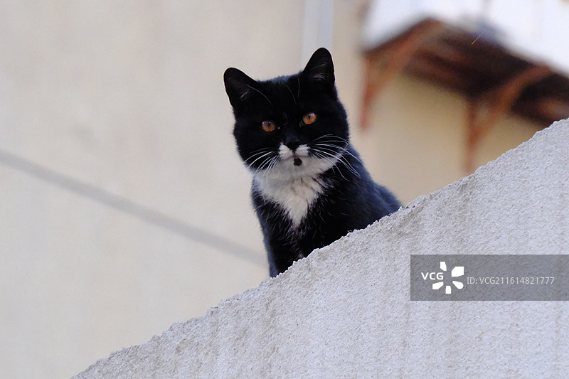 冬季高墙上与人对视的流浪猫。孤寂奶牛黑玄猫图片素材