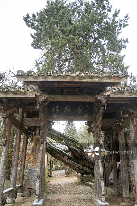 时思寺的刺柏图片素材