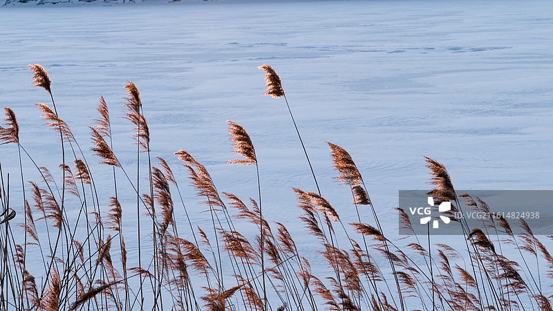 雪地里的苇草图片素材