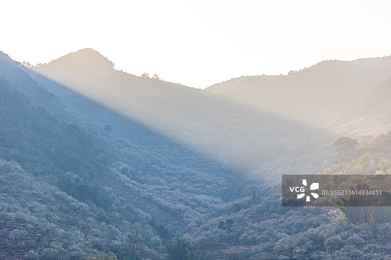 阳光下的永泰梅花开了图片素材