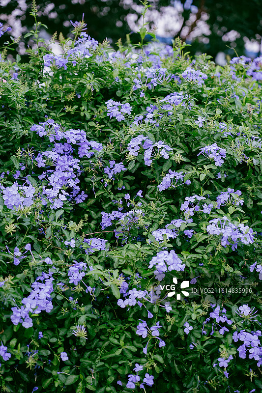 花卉鲜花 花团锦簇 深圳 杜鹃 美丽 自然 背景 素材 植物 鲜艳图片素材