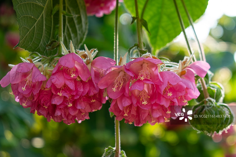 梦幻光影下的非洲芙蓉图片素材