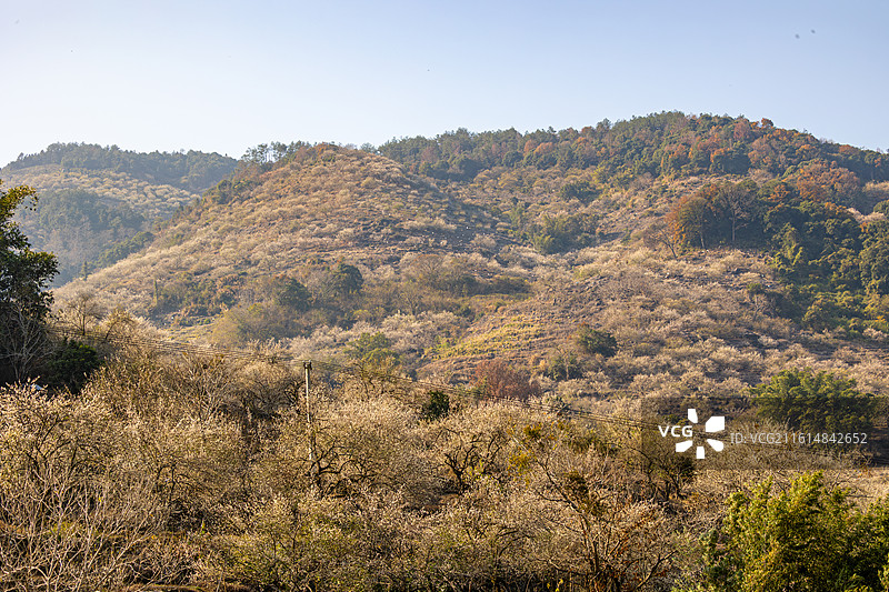 阳光下的永泰梅花开了图片素材