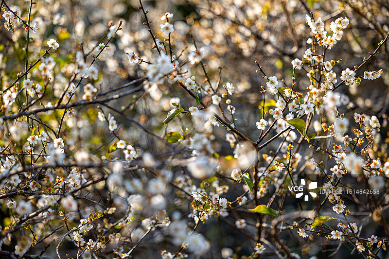 阳光下的永泰梅花开了图片素材