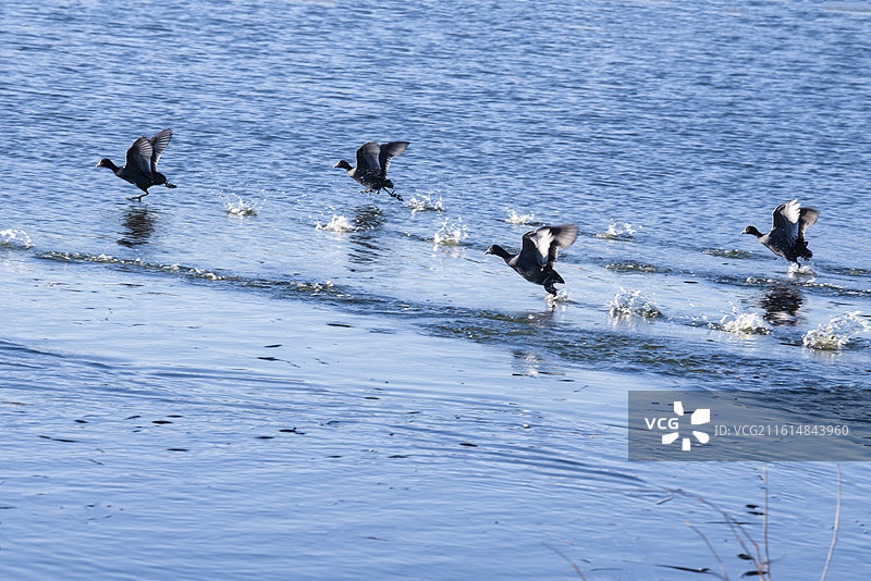 《野鸭展翅》图片素材