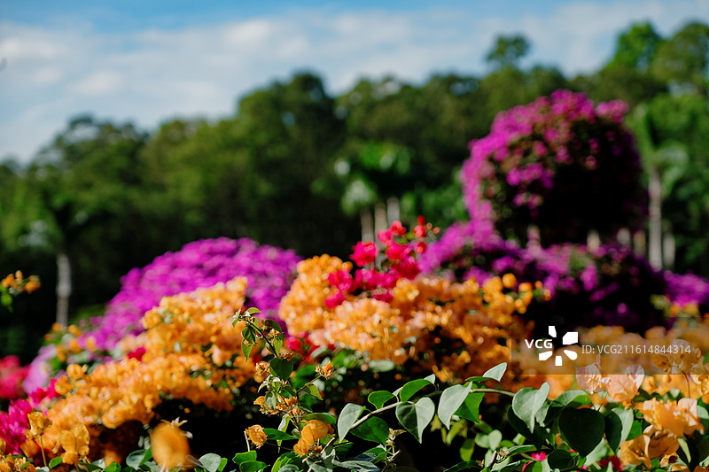花卉鲜花 花团锦簇 深圳 杜鹃 美丽 自然 背景 素材 植物 鲜艳图片素材