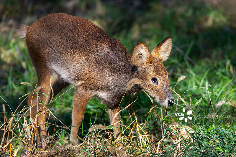 小麋鹿图片素材