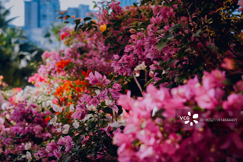 花卉鲜花 花团锦簇 深圳 杜鹃 美丽 自然 背景 素材 植物 鲜艳图片素材