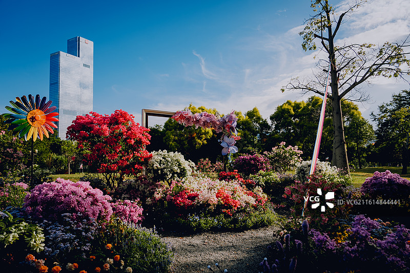 深圳莲花山公园 鲜花 花卉 杜鹃 美丽 清新 自然 背景 素材 鲜艳 花团锦簇 粤港澳大湾区图片素材