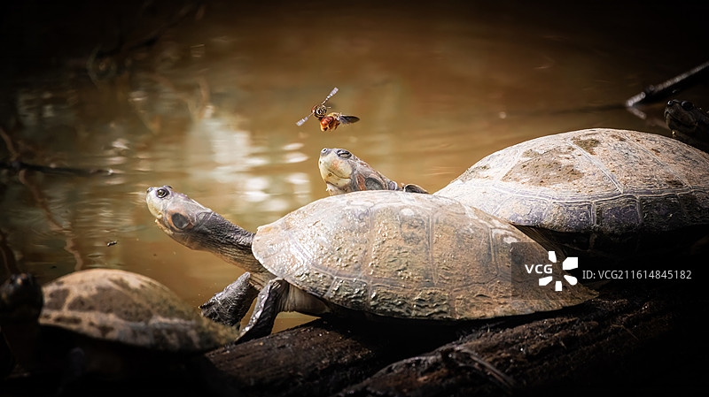 蜜蜂在乌龟头上飞舞图片素材