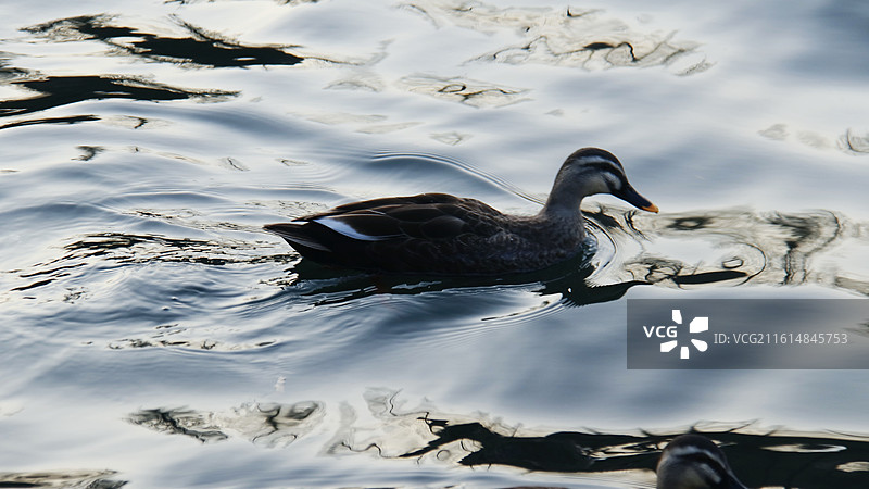 西湖野鸭图片素材