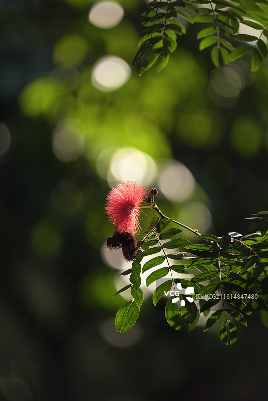 中国广西南宁市金花茶公园里阳光下美丽的红绒球花（又称红合欢）红合欢图片素材