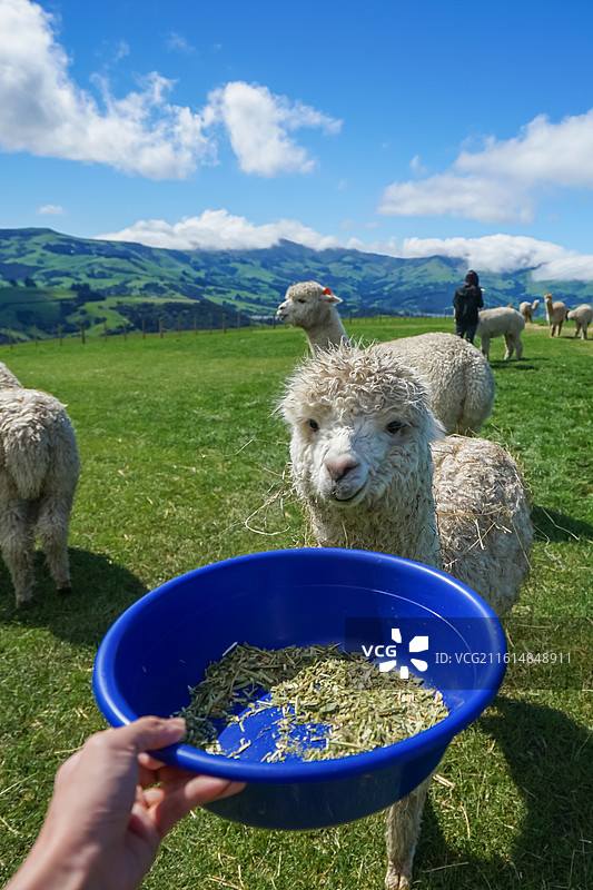 新西兰阿卡罗阿羊驼牧场，手喂羊驼吃草的田园场景图片素材