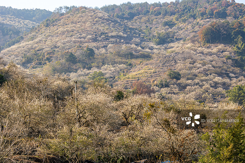 阳光下的永泰梅花开了图片素材