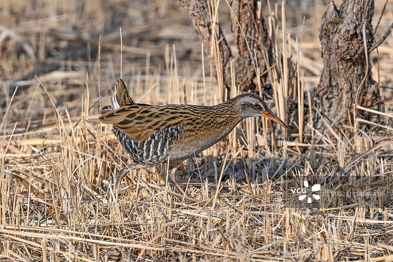 普通秧鸡图片素材