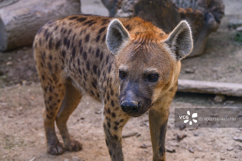 动物园鬣狗图片素材