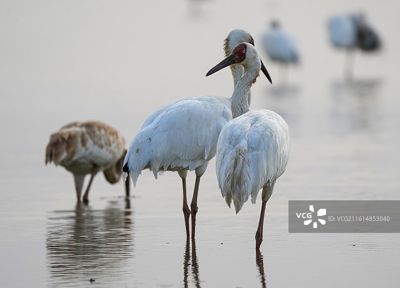 中国鄱阳湖候鸟国家一级保护动物白鹤特写图片素材