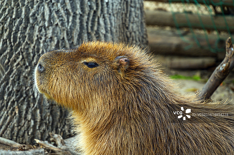一只卡皮巴拉水豚图片素材
