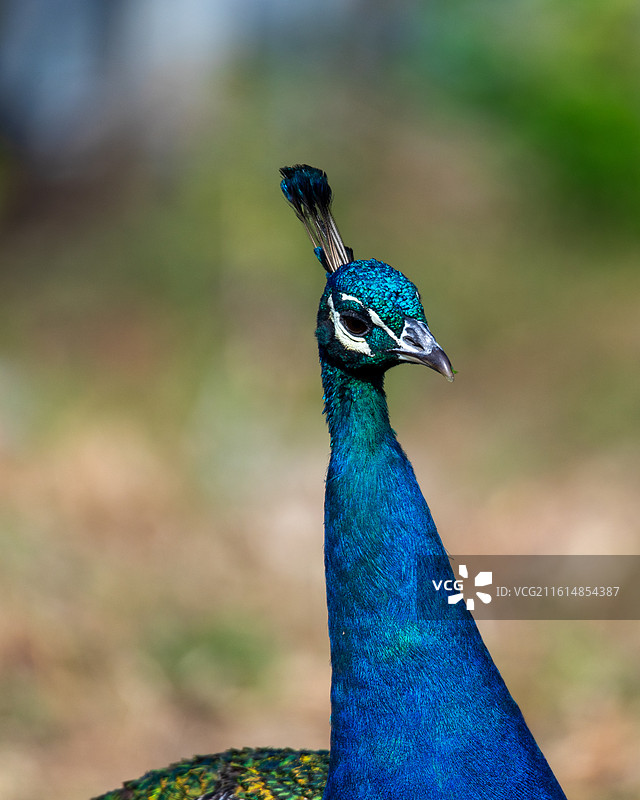 蓝孔雀头部特写图片素材