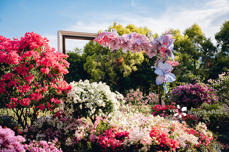 广东深圳 南方 花卉 景观 经济发展 改革开放 一线城市 鲜花 活力 发达 深圳湾 珠三角 大湾区图片素材