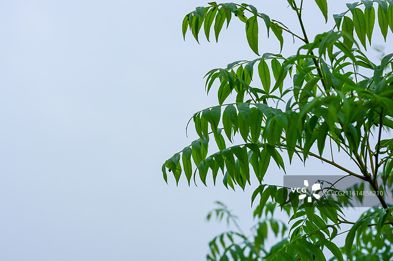 翠绿的叶子图片素材