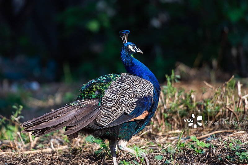 蓝孔雀图片素材
