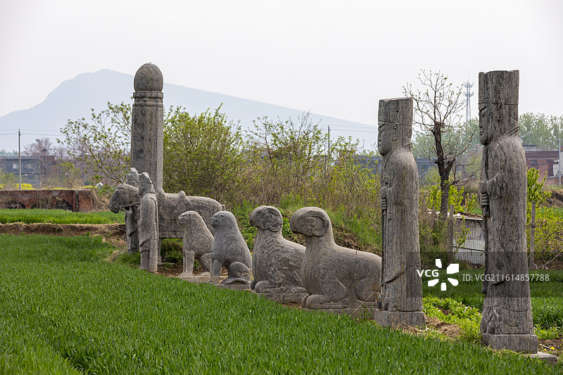 河南省巩义市，北宋皇陵永熙后陵石像生，全国重点文物保护单位，春天的小麦图片素材