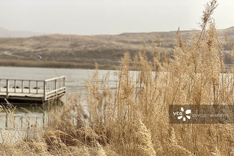 春日黄河宿集旁，陆地上的植物特写镜头图片素材