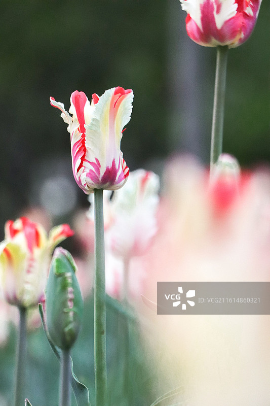 郁金香图片素材