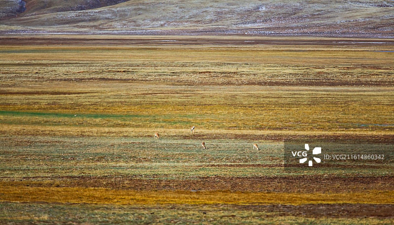 青海玉树可可西里黄羊群图片素材
