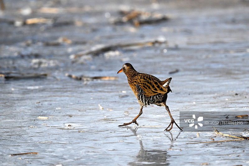 普通秧鸡图片素材