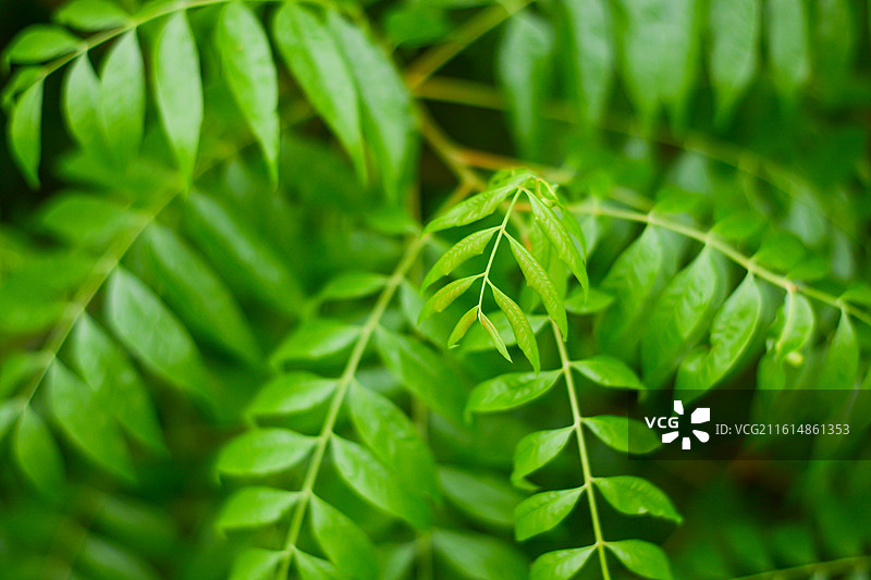 翠绿的叶子图片素材