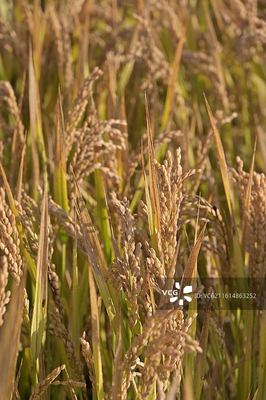 秋天水稻丰收图片素材