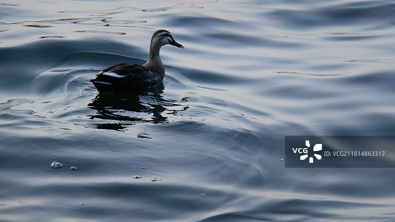 西湖野鸭图片素材