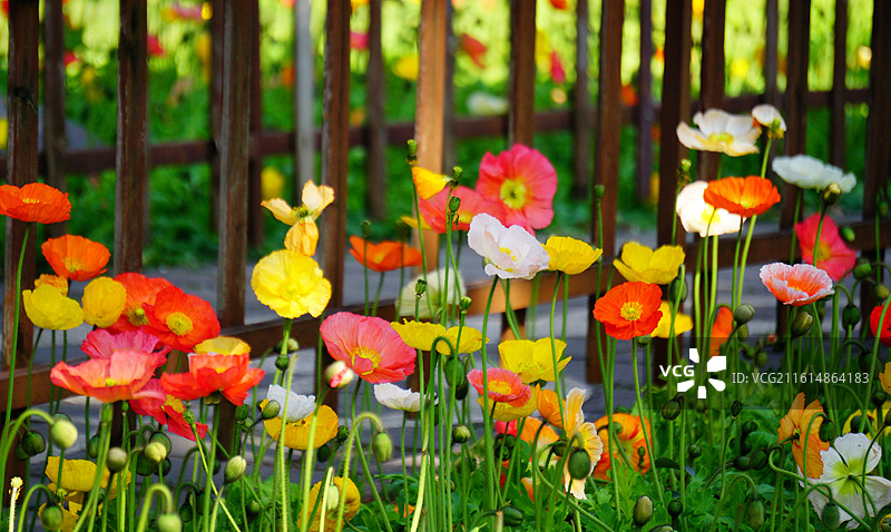 翠湖公园春季虞美人花海图片素材