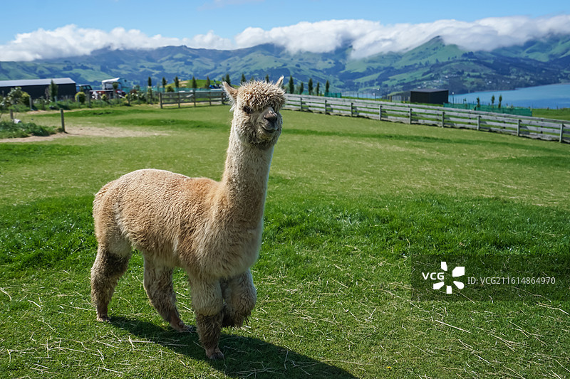 新西兰阿卡罗阿羊驼牧场，草地上站立的羊驼图片素材